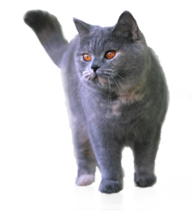 hodowla bri-Misie*PL - Cortina 