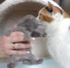 plbrimisiebarret4_small.jpg