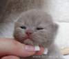 plbrimisiebonner2_small.jpg
